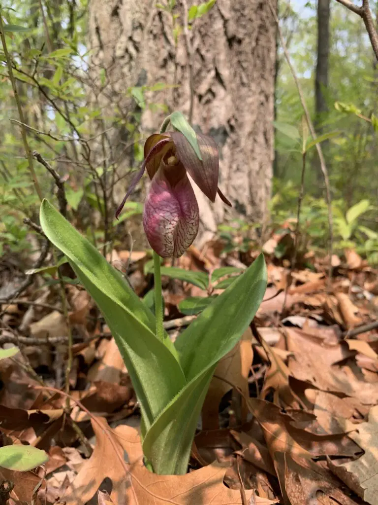 Lady Slipper Festival