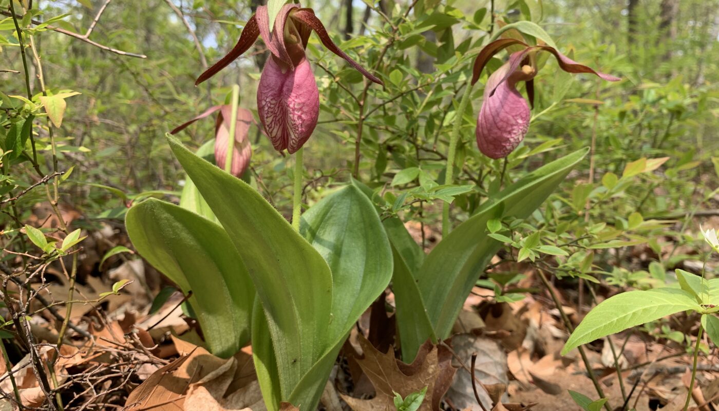 Lady Slipper Flower