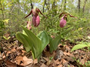 Lady Slipper Flower