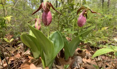 Lady Slipper Flower