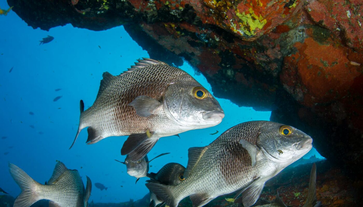 a close up shot of a snappers