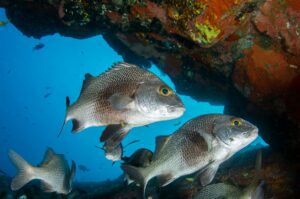 a close up shot of a snappers