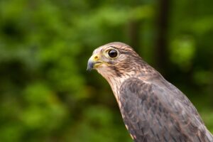Birds of Prey Demonstration