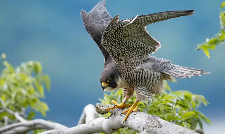 Free Birds of Prey Demonstration at Huron County Nature Center – July 6th