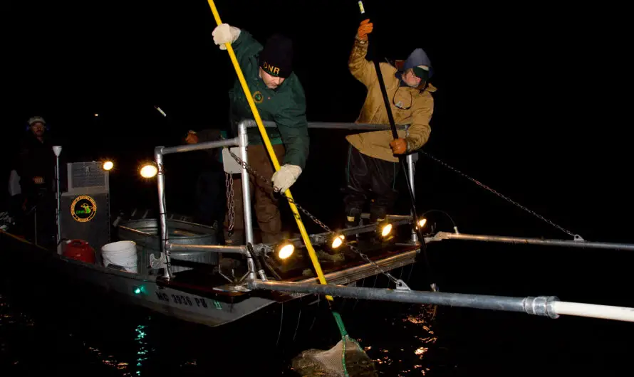 DNR Is Caught in the Act! Michigan’s Secret Nighttime Hunt for Walleye Revealed