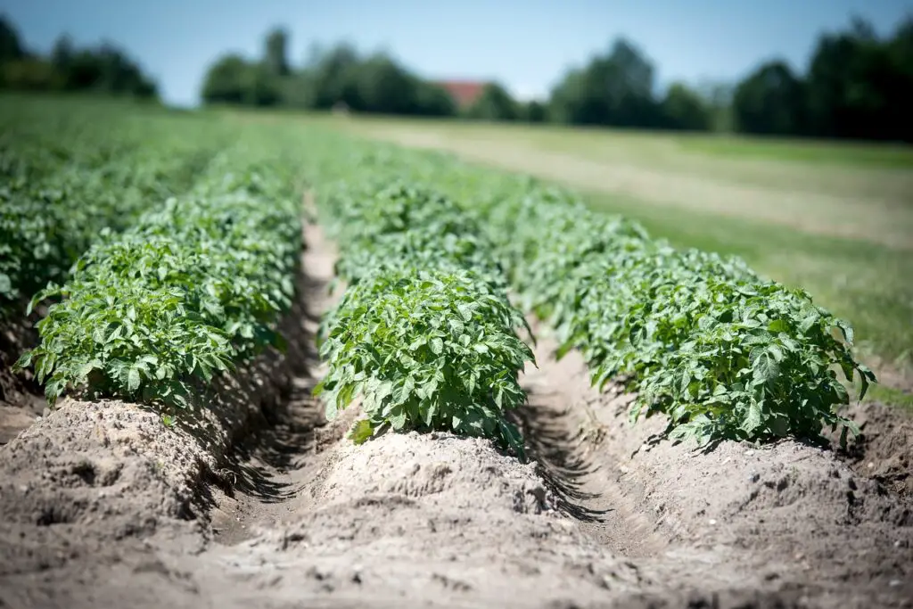 Michigan Potatoes Before Harvest