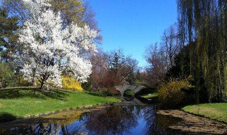 This is a picture of the trees in bloom during the spring at Dow Gardens in Midland, Michigan.