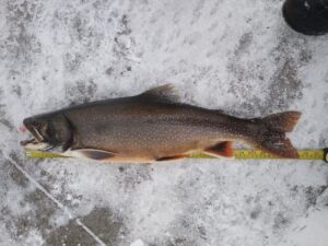 Lake Superior splake