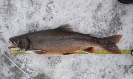 Lake Superior splake