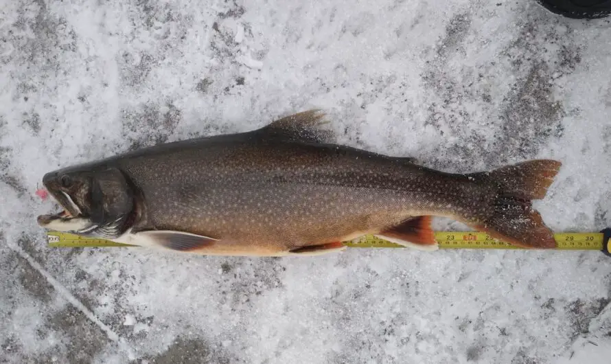 Caught a Fish with a Weird Fin? The Michigan DNR Wants to Know!