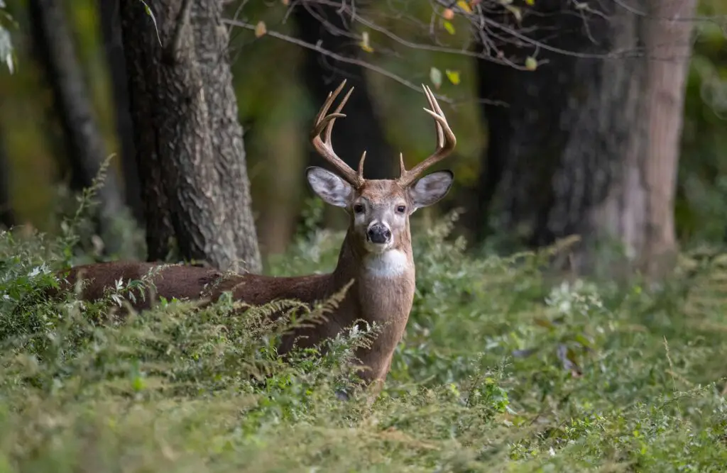 a deer in the woods