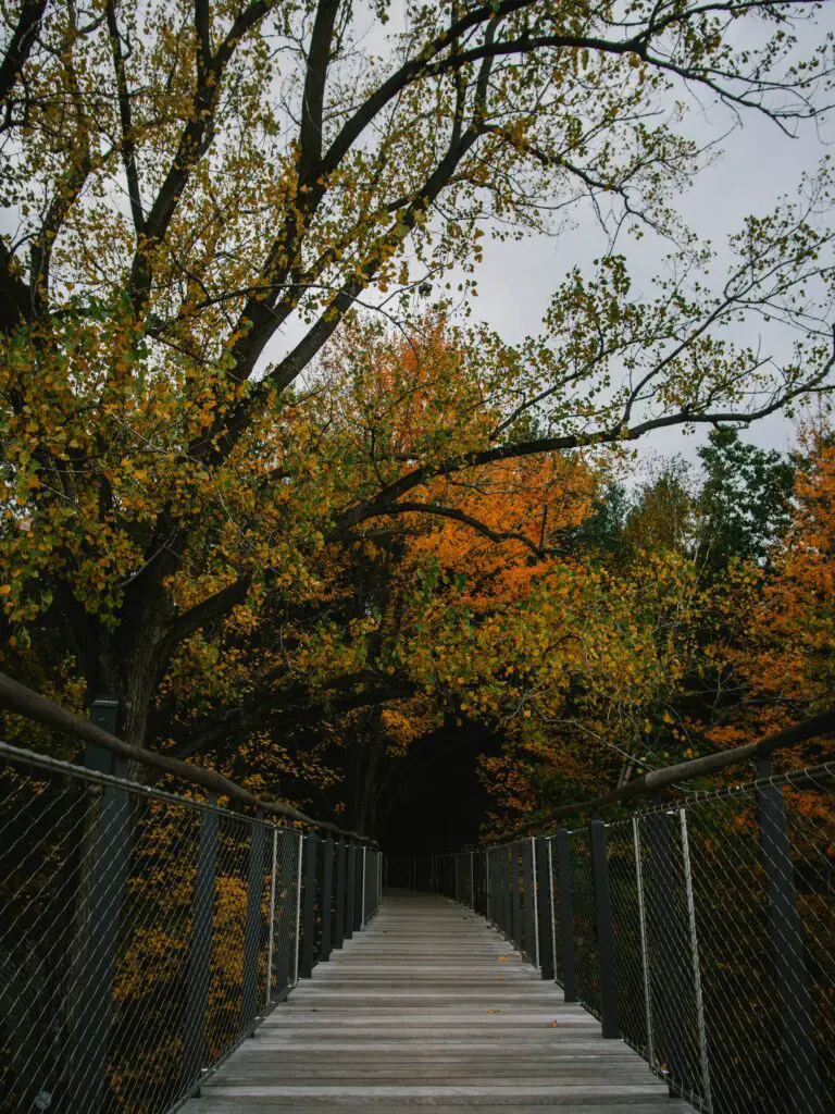 A canopy walk through the autumn forest.

