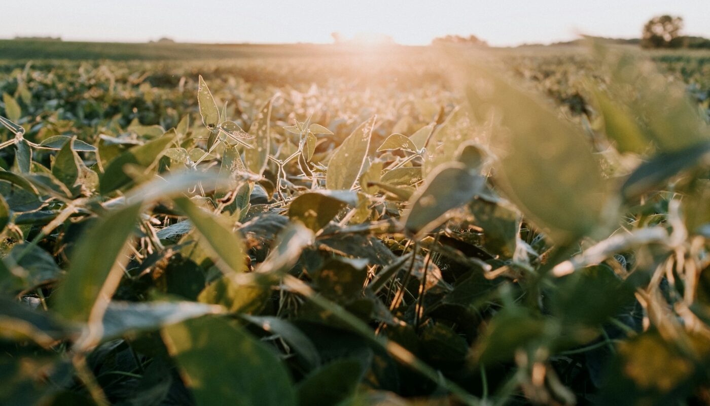 a close up of a field of green plants