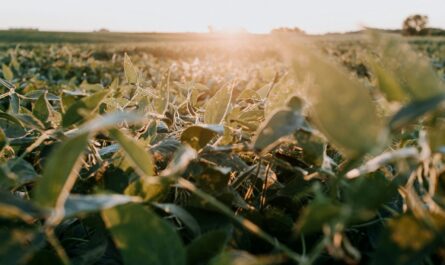 a close up of a field of green plants