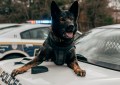 a dog sitting on a car