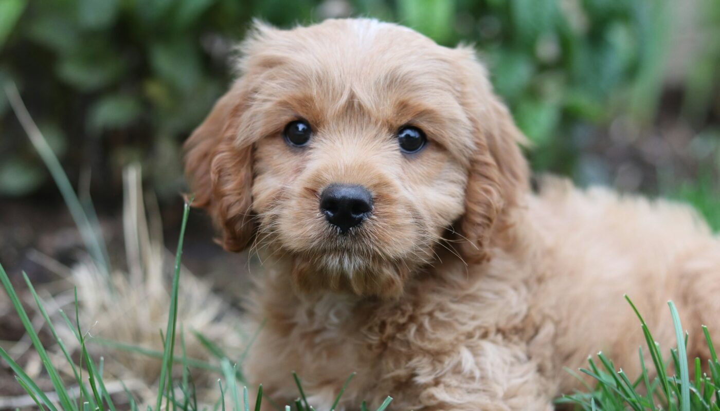 a dog sitting in the grass