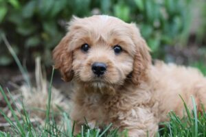 a dog sitting in the grass