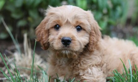 a dog sitting in the grass