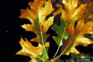 Oak-Wilt