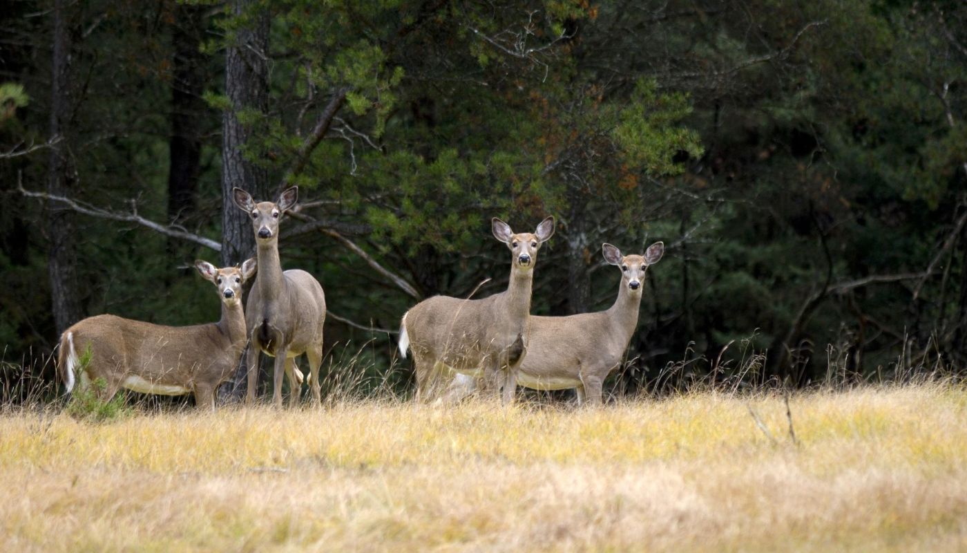 Hunters Brace For FiveDay Quiet Period Before Michigan’s Firearm Deer