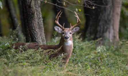 Michigan deer harvest