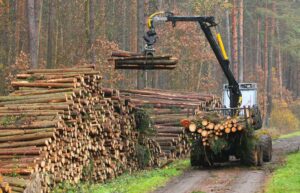 timber fraud scheme