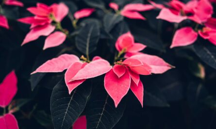 red poinsettia flowers in close up photography