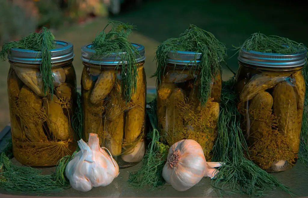 Canned dill pickles
