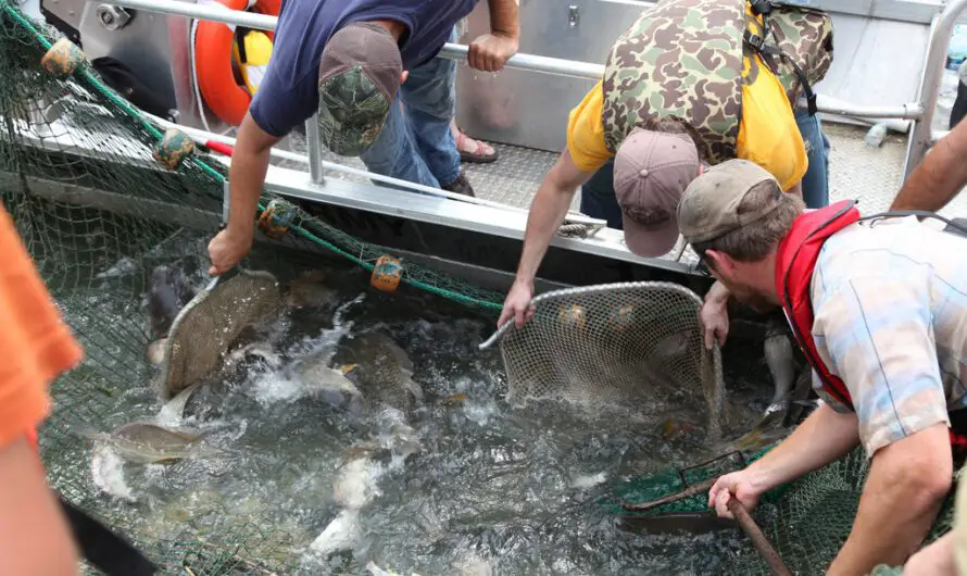 Great Lakes Gets Major Defense Against Invasive Carp