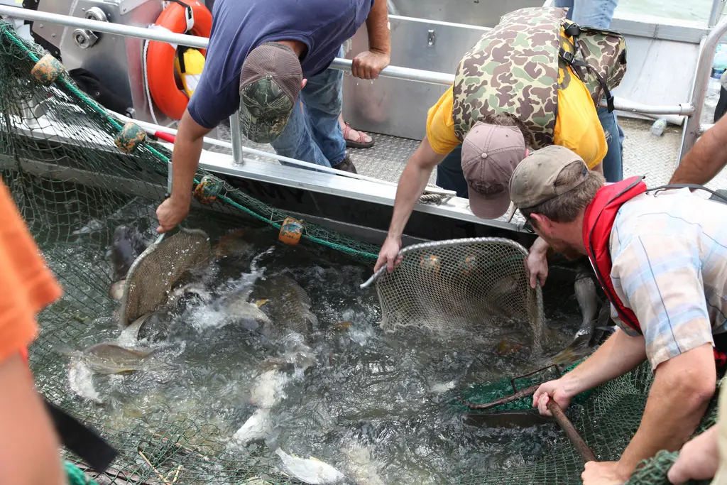 invasive carp barrier