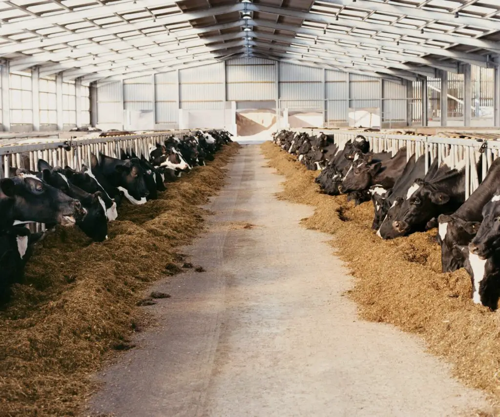 Feed Lot With Cows Affecting Michigan Water Protection