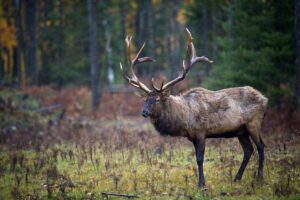 a large animal with large antlers standing in a field