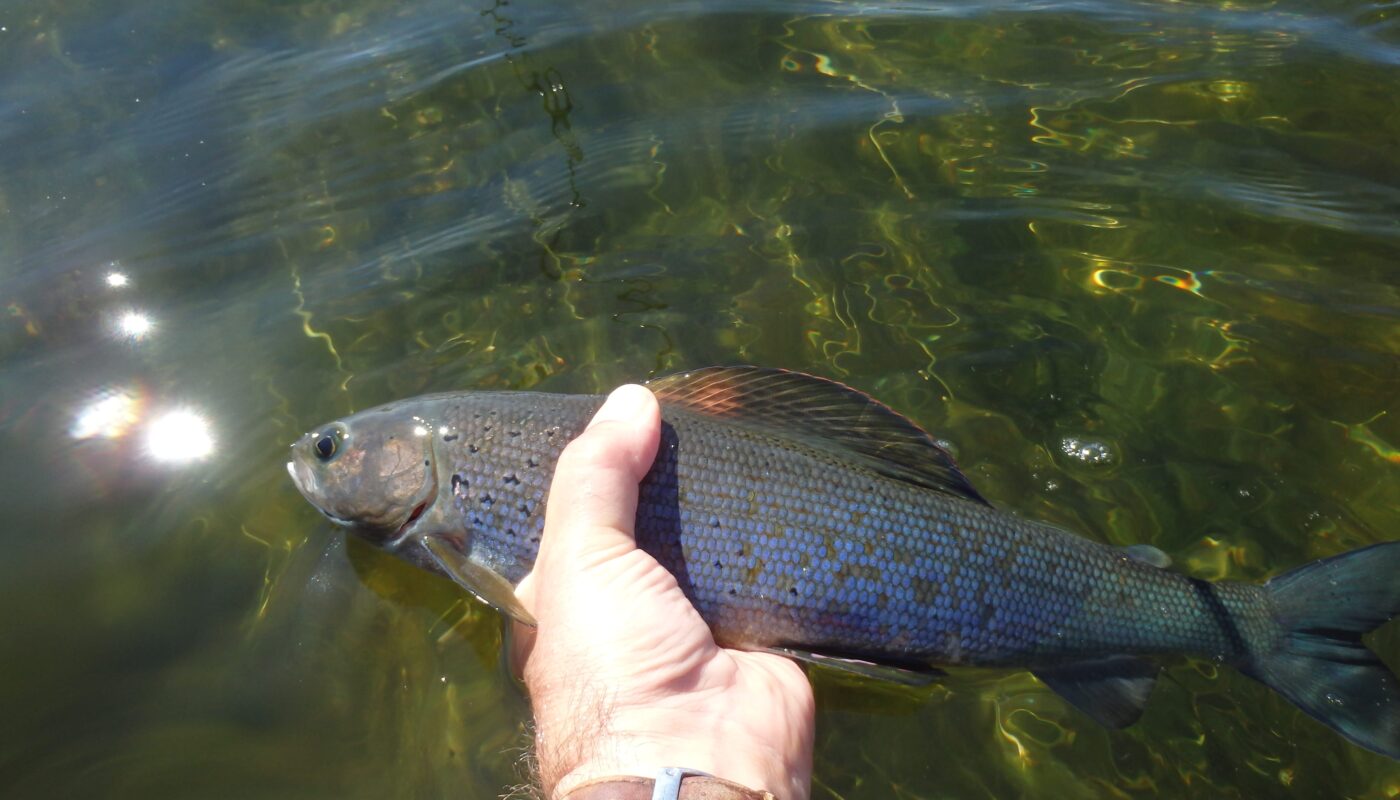 Arctic grayling reintroduction