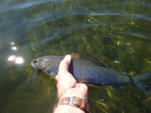 Arctic grayling reintroduction