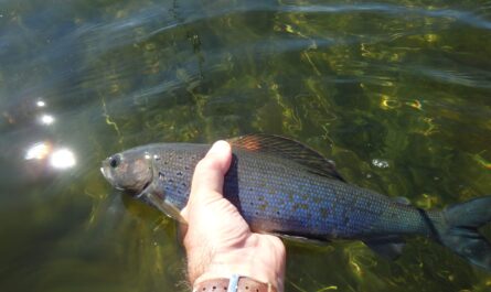 Arctic grayling reintroduction