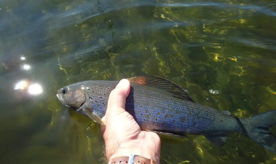 Michigan’s Arctic Grayling Reintroduction Achieves Major Milestone with 400,000 Eggs