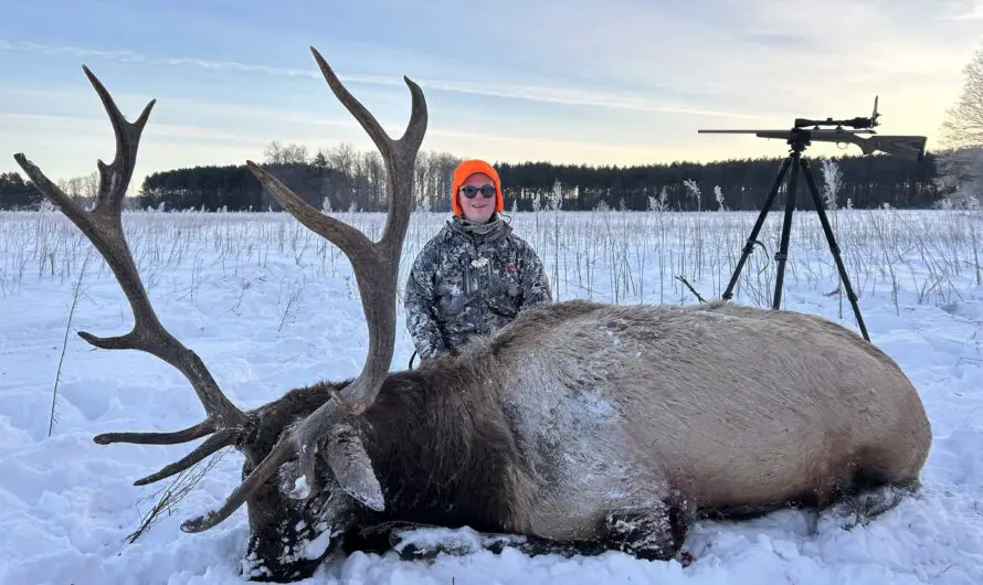 2024 Michigan Elk Season – Hot Temps Stymie Early Hunters, Snow Saves the Day