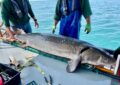 Lake sturgeon conservatioin efforts