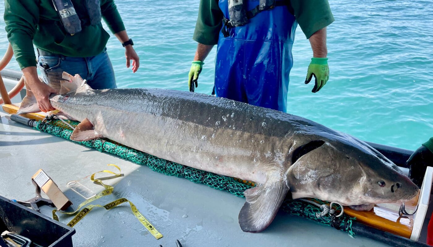 Lake sturgeon conservatioin efforts