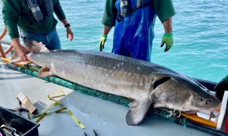 Lake sturgeon conservatioin efforts