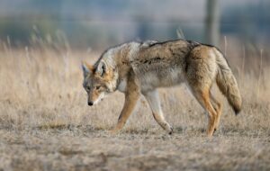 a coyote walking in a field