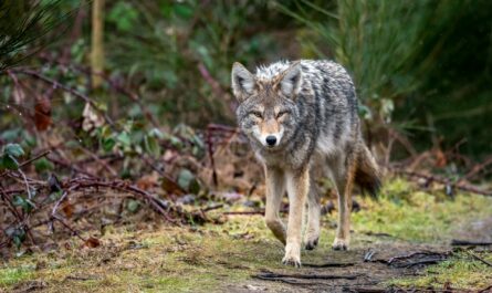 gray wolf