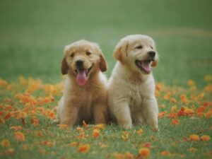 two yellow labrador retriever puppies pet adoption scam