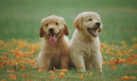 two yellow labrador retriever puppies pet adoption scam