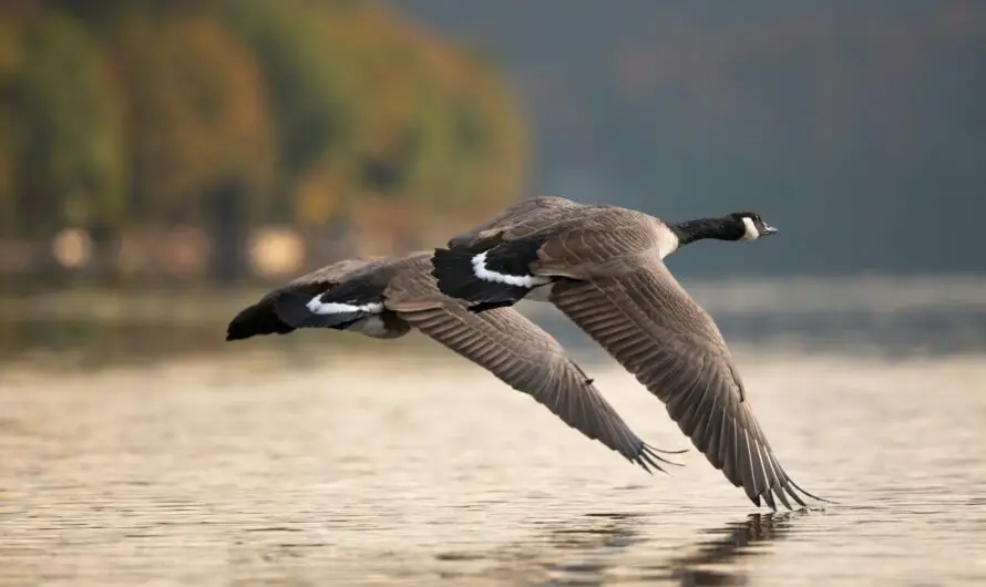 Bird Flu Outbreak Suspected in Lower Michigan as Hundreds of Wild Birds Found Dead