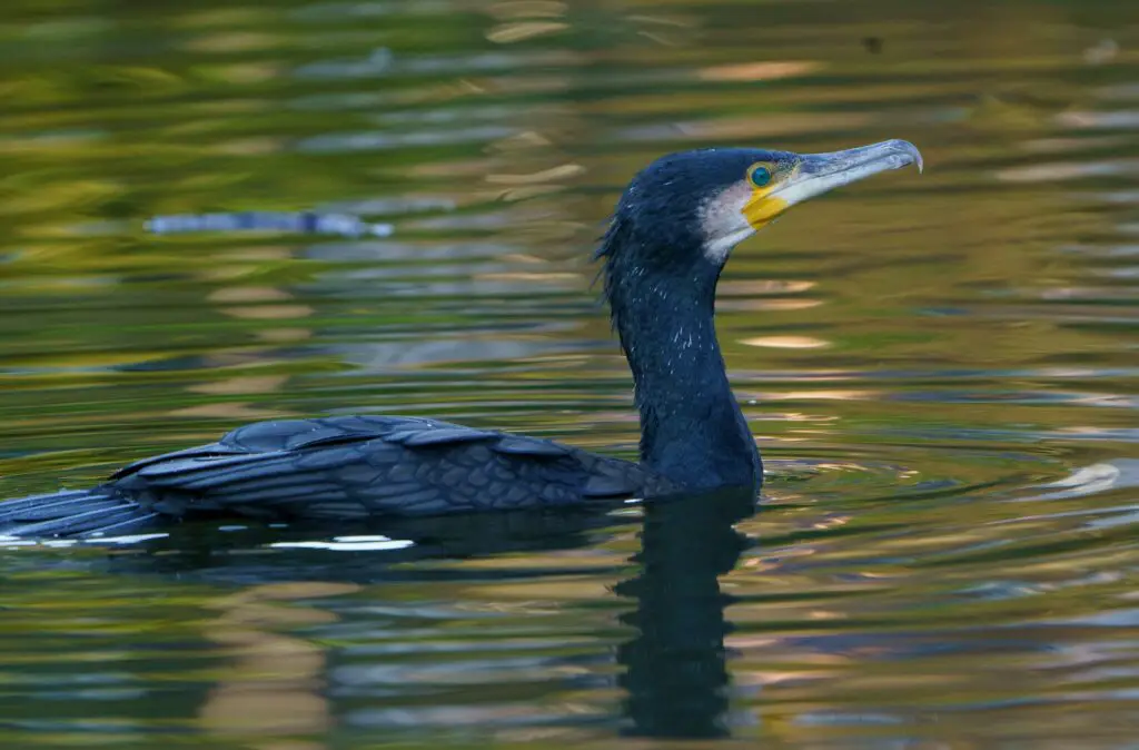 cormorants are part of the bird flu outbreak