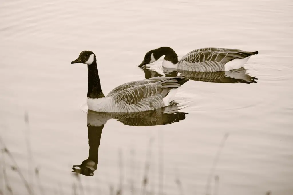 Canadian Geese