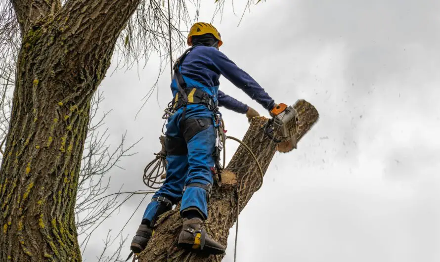 Consumers Energy plans to clear trees along 8,000 miles of power lines to prevent power outages