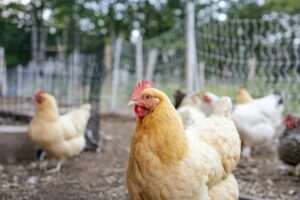 backyard chickens