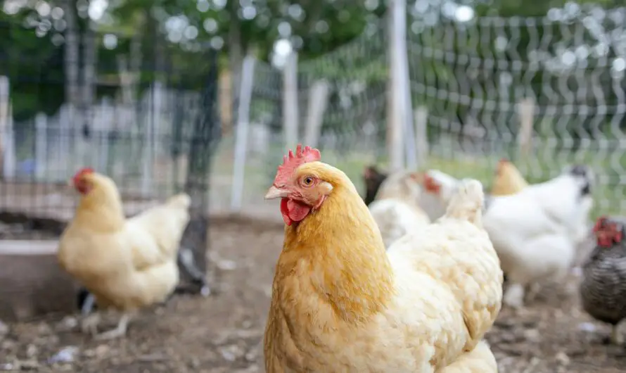 Cluck, Cluck! Michigan lawmakers want to say yes to backyard chickens and home studios